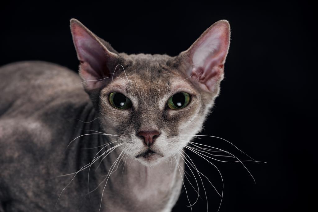 inländische graue Sphynx-Katze blickt auf Kamera isoliert auf schwarz - Foto, Bild