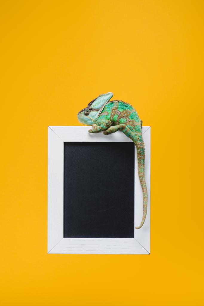 hermoso reptil colorido en pizarra en marco blanco aislado en amarillo
 - Foto, imagen