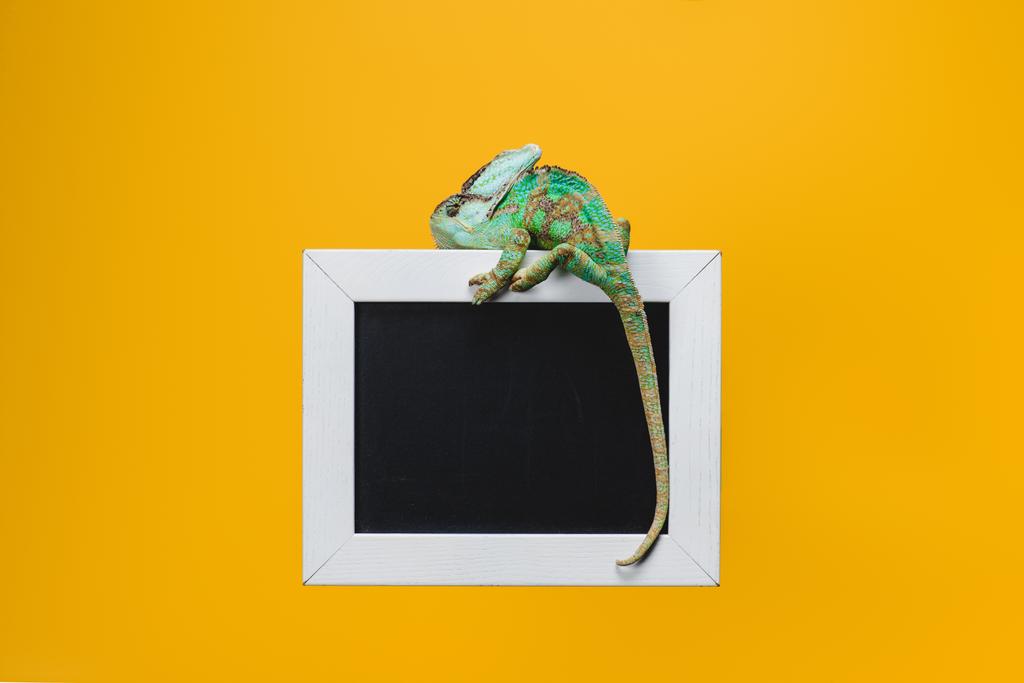 beautiful bright exotic chameleon on blackboard in white frame isolated on yellow - Photo, Image
