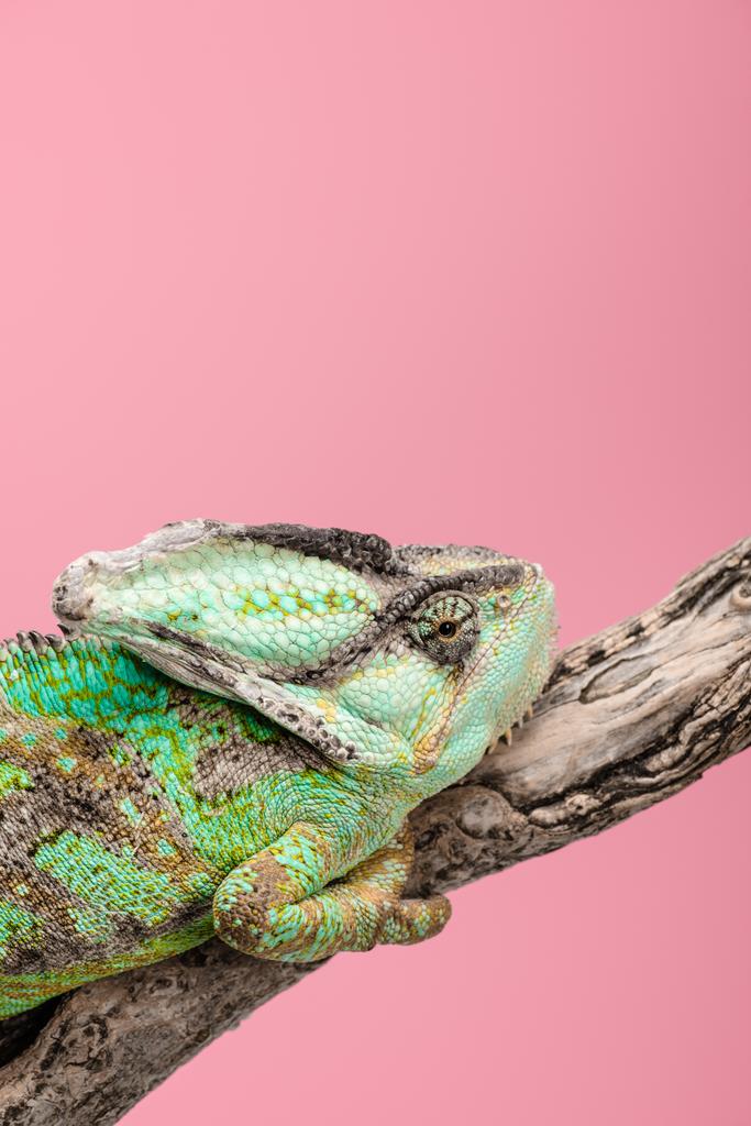 beautiful colorful chameleon sitting on tree branch isolated on pink - Photo, Image