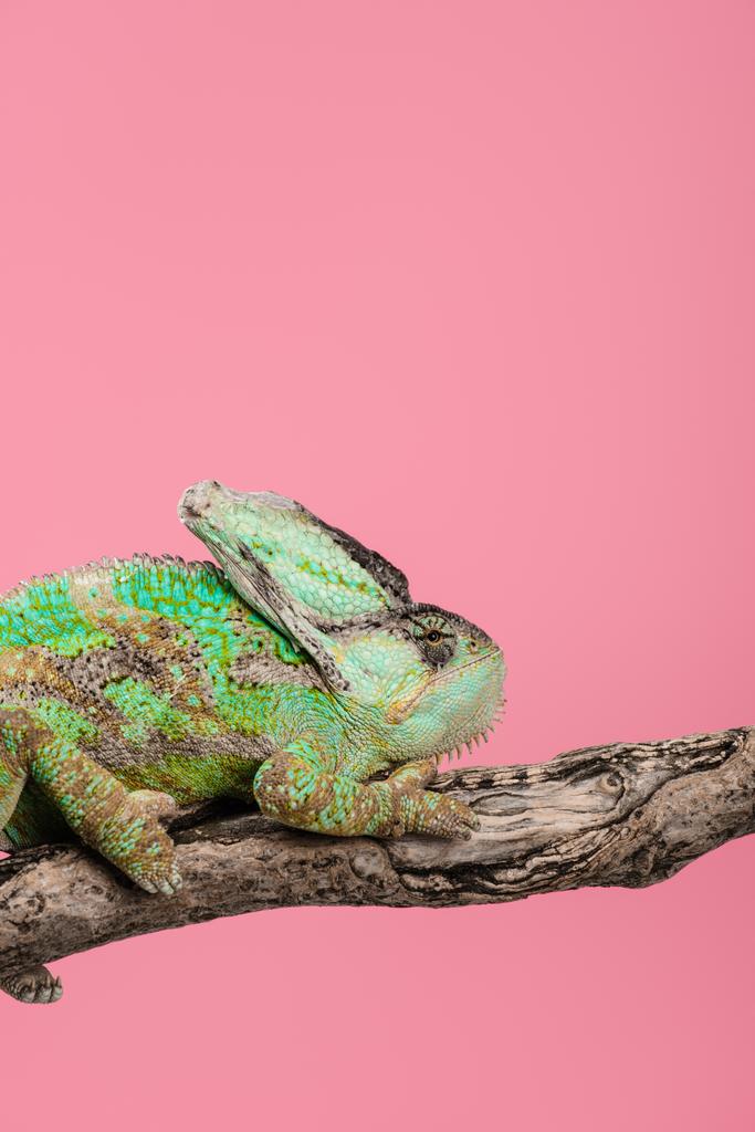 bello camaleonte esotico seduto su ramo d'albero isolato su rosa
 - Foto, immagini