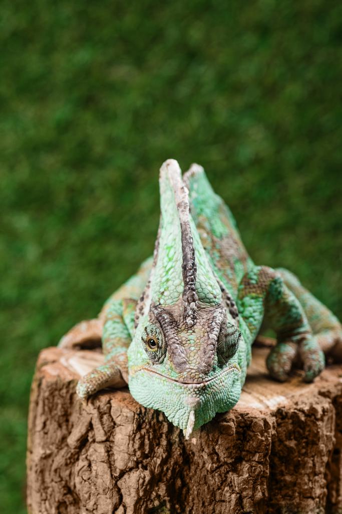 funny beautiful bright green chameleon sitting on stump - Photo, Image
