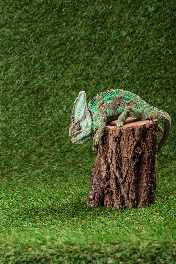 widok boczny piękny zielony kameleon siedzi na pniu - Zdjęcie, obraz
