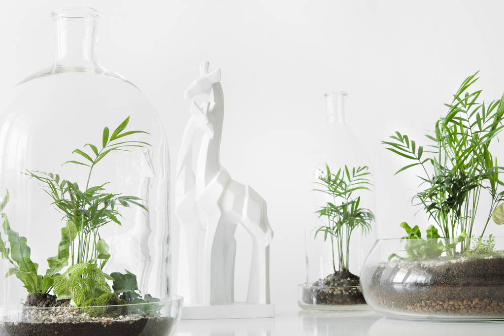 Few green plants in pots protected by a glass dome bottle on a white background. - Photo, Image