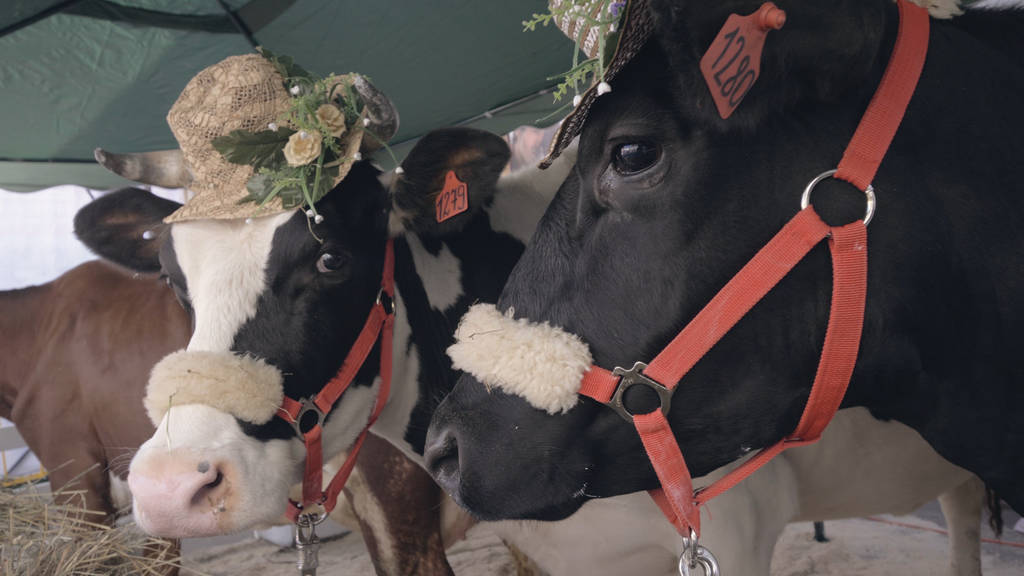 Milchkühe mit Hüten stehen auf der Landwirtschaftsausstellung. Kopfkuh - Foto, Bild