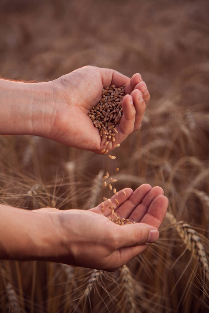 hombre vertiendo trigo de mano en mano con el campo de trigo en el fondo
 - Foto, Imagen