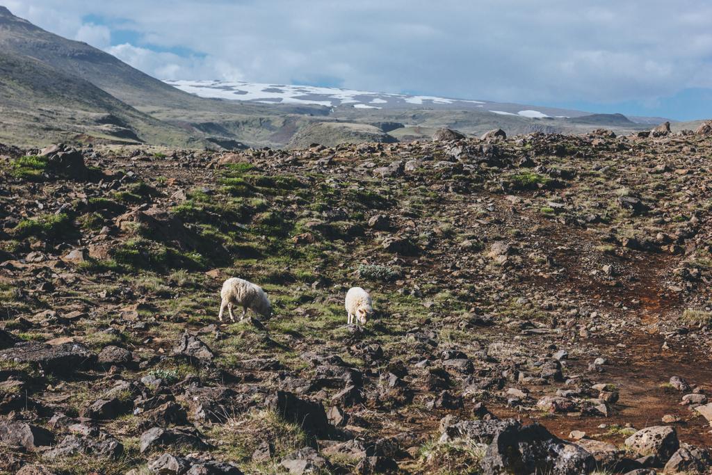 İzlanda'daki güzel çayırda otlatma koyun uzak görünümü - Fotoğraf, Görsel
