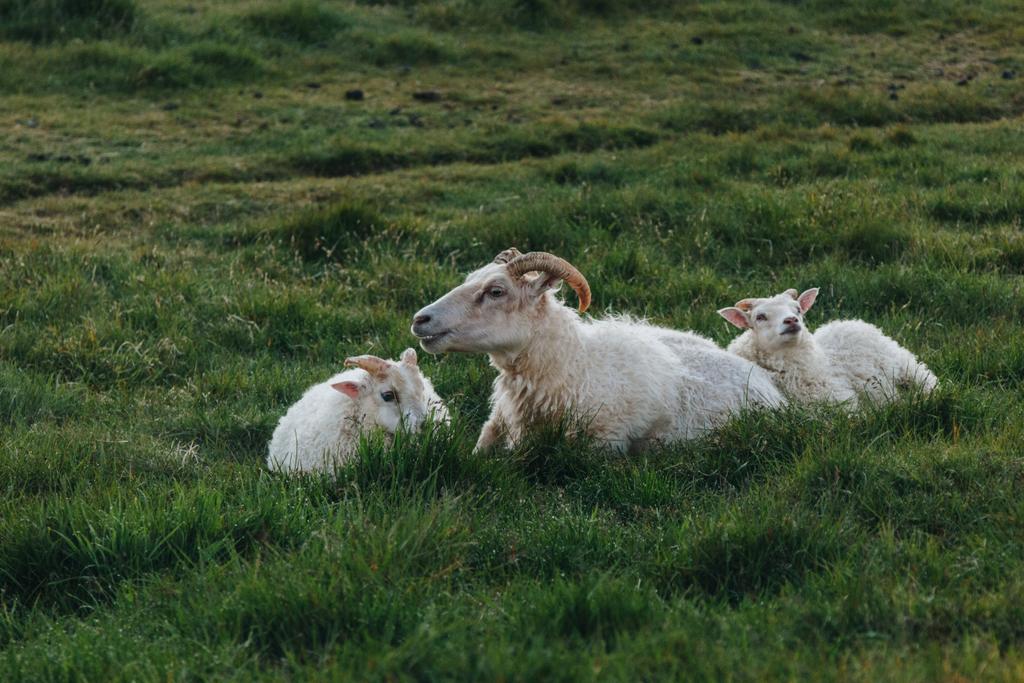 овцы - Фото, изображение