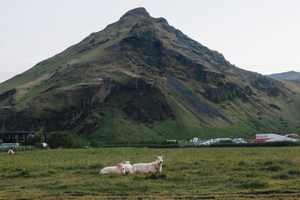 vista panorámica de ovejas pastando en un hermoso prado cerca de la montaña en Islandia
 - Foto, imagen