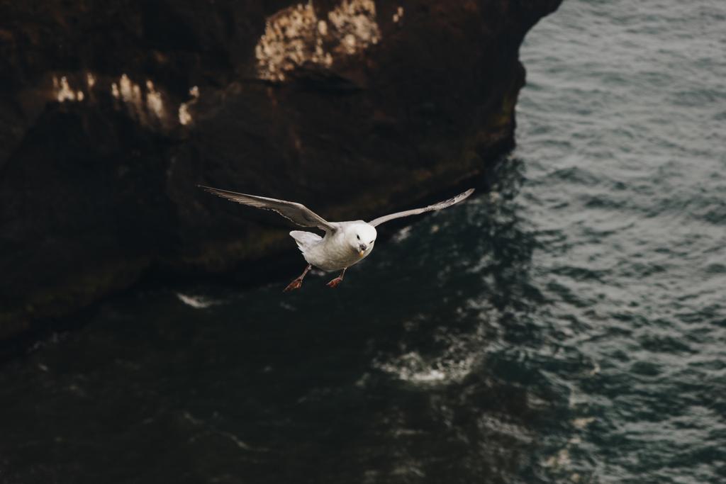 seagull - Photo, Image