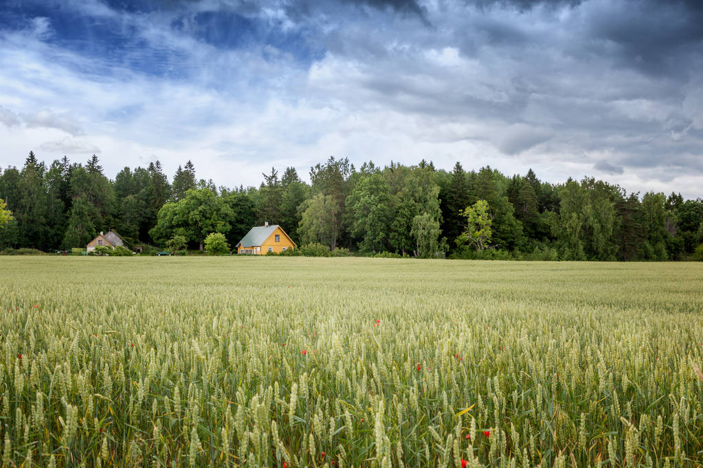 Una pequeña casa de madera en el borde de un bosque y en el borde de un campo con centeno y trigo, un hermoso paisaje agrícola rural - Foto, Imagen