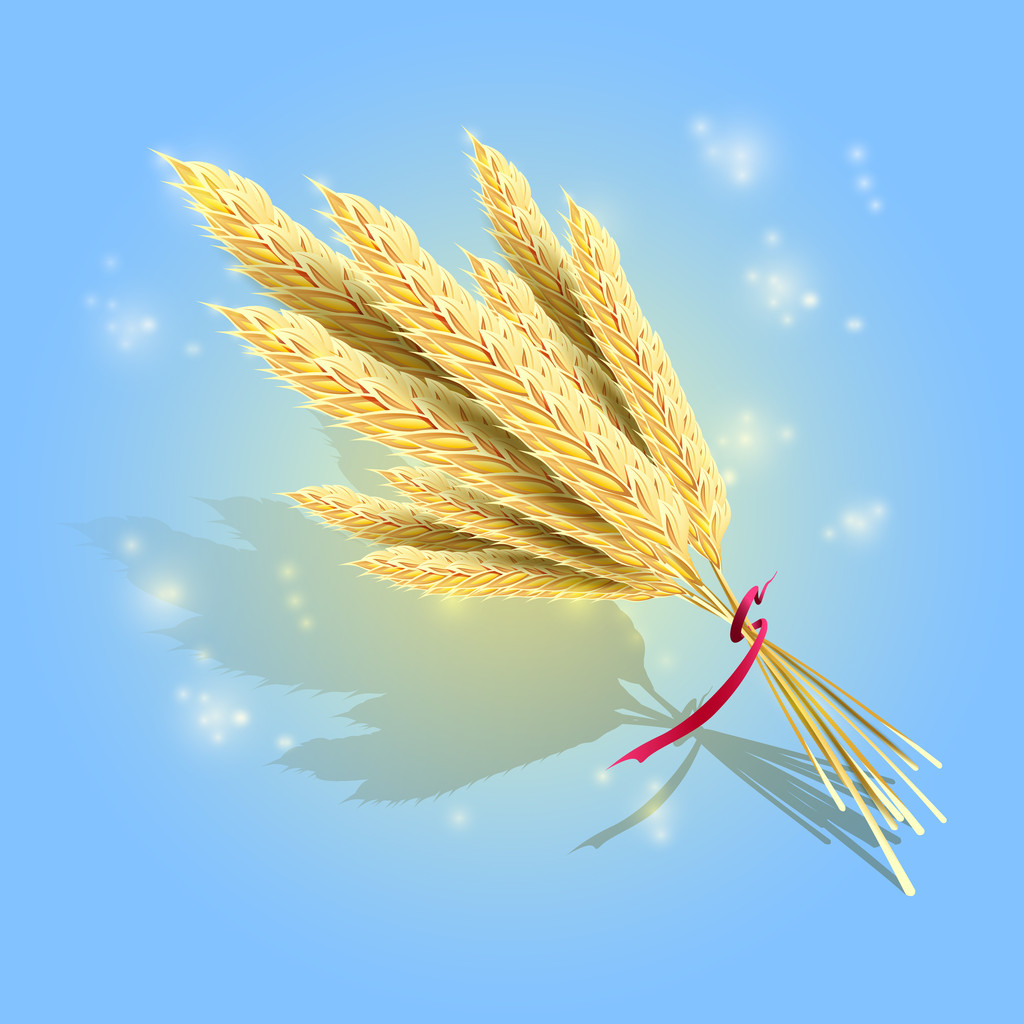 Ramo de espigas de trigo maduras con cinta roja, vector
 - Vector, Imagen
