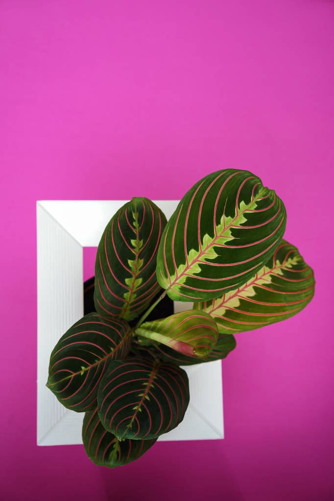 Kreatives Layout mit Calathea buntem grünen und lila Blatt und weißem Rahmen auf rosa Hintergrund. calathea maranta, rote Gebetspflanze. tropisches Laub. - Foto, Bild