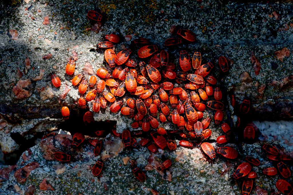 Widok z góry z wielu czerwonych firebugs na powierzchni betonu - Zdjęcie, obraz