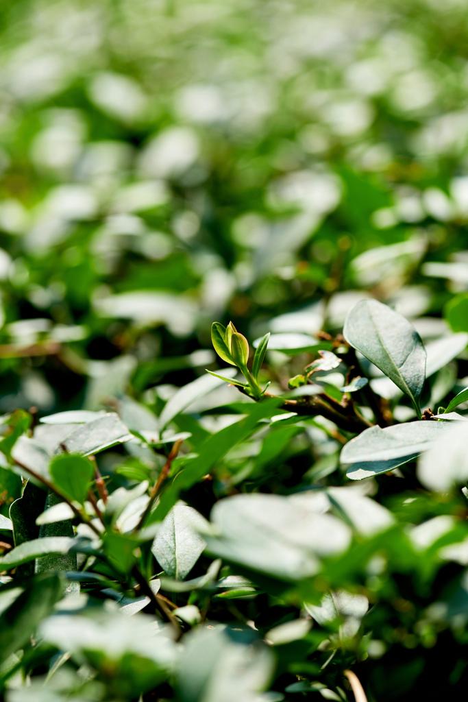 vista de perto de arbustos com folhagem verde como fundo
 - Foto, Imagem