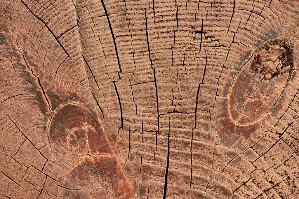 pełna klatka tekstury pniu drewniane jako tło - Zdjęcie, obraz