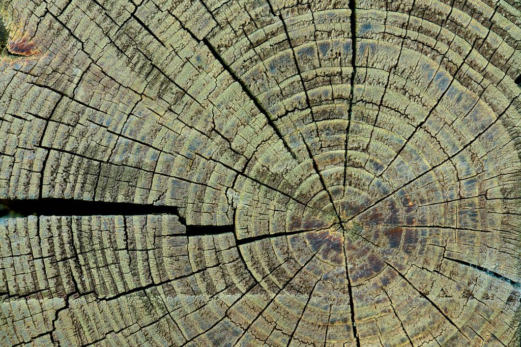 koko runko puinen kanto rakenne taustana
 - Valokuva, kuva
