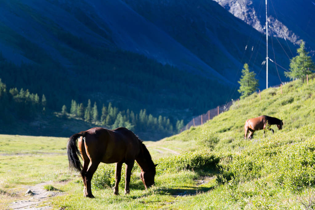 Le cheval broute et mange de l'herbe sur le terrain. Un cheval brun au fond des montagnes
. - Photo, image
