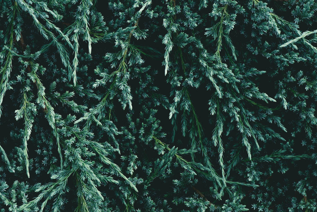 повнокадровий знімок гілок ялинки для фону
 - Фото, зображення