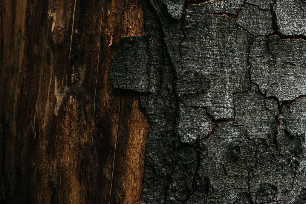 Vollbild-Aufnahme von rissiger Baumrinde als Hintergrund - Foto, Bild