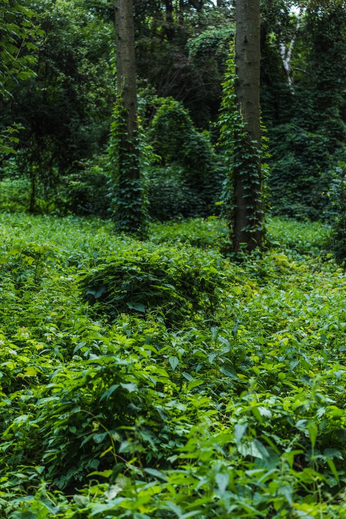 dramatický snímek lesa s země pokryté zeleným révy - Fotografie, Obrázek