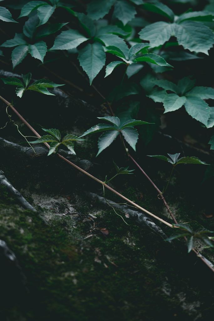 Close-up shot van boomstam bedekt met wijnstokken - Foto, afbeelding