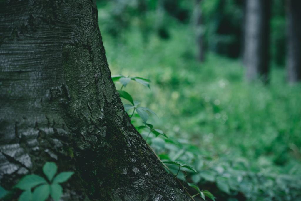крупним планом знімок стовбура дерева з зеленим лугом на фоні
 - Фото, зображення