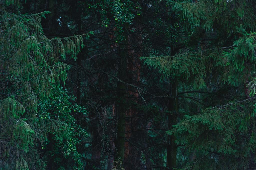 полный кадр драматического соснового леса
 - Фото, изображение