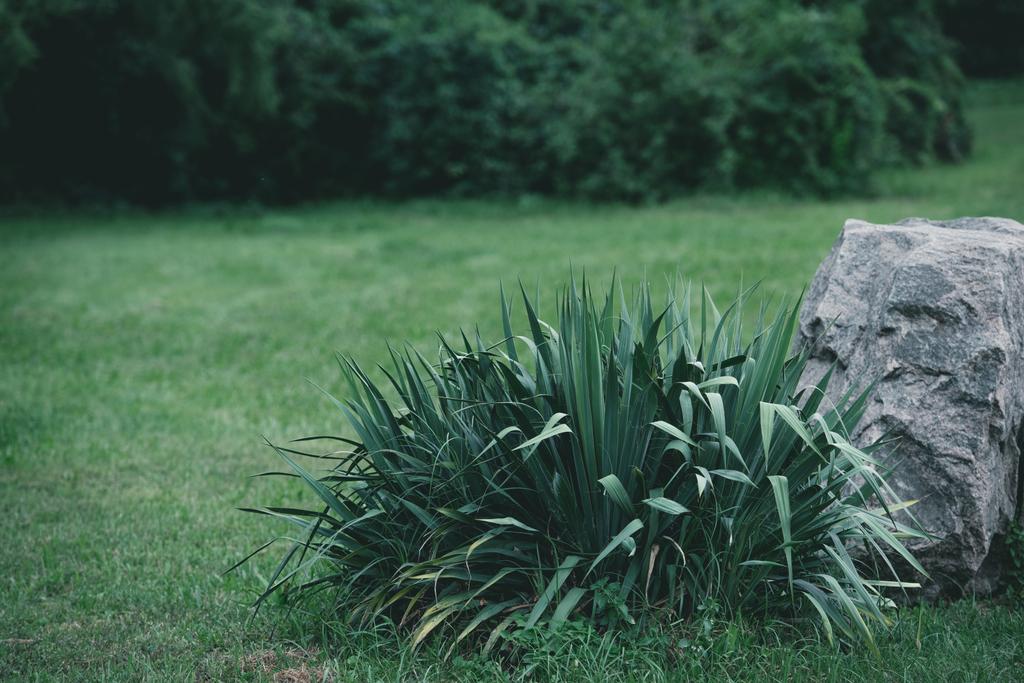 Zierstrauch und Stein auf Wiese im Botanischen Garten - Foto, Bild