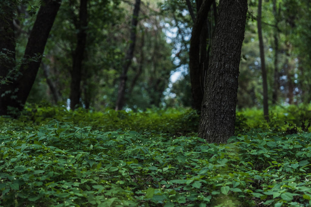 dramático disparo de hermoso bosque con el suelo cubierto de hojas
 - Foto, imagen