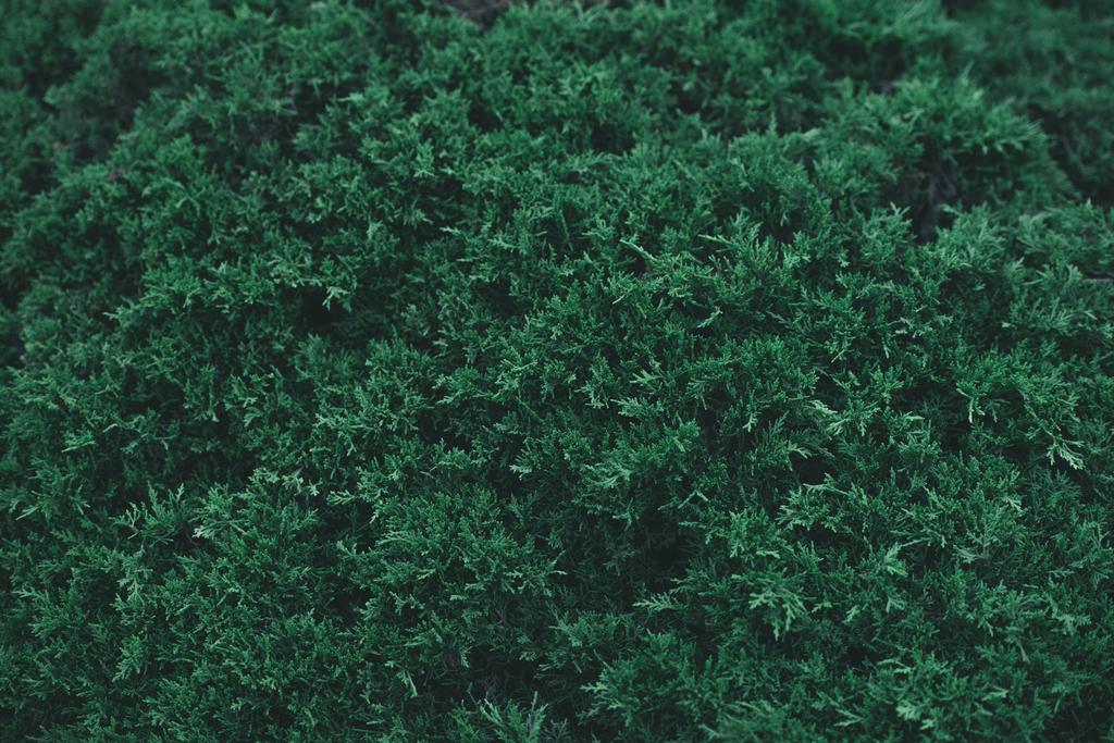 volledige frame shot van groene fir bush voor achtergrond - Foto, afbeelding