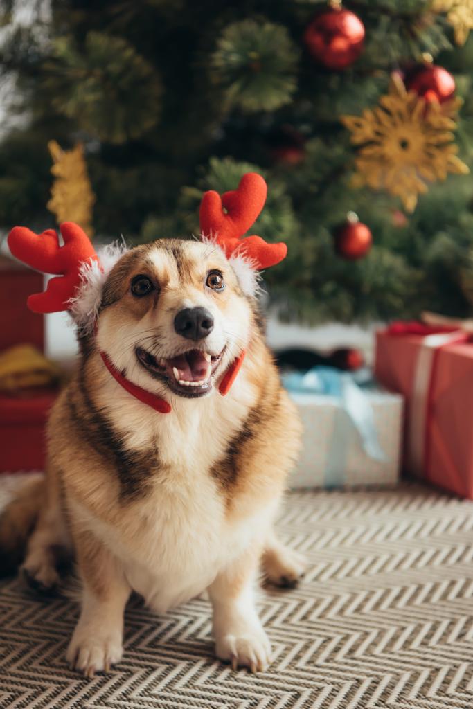 engraçado galês corgi cão em chifres de veados perto de árvore de natal
 - Foto, Imagem