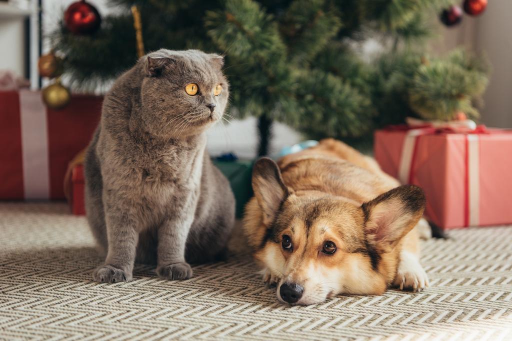 クリスマス ツリーの下のスコティッシュフォールド猫とコーギー犬 - 写真・画像