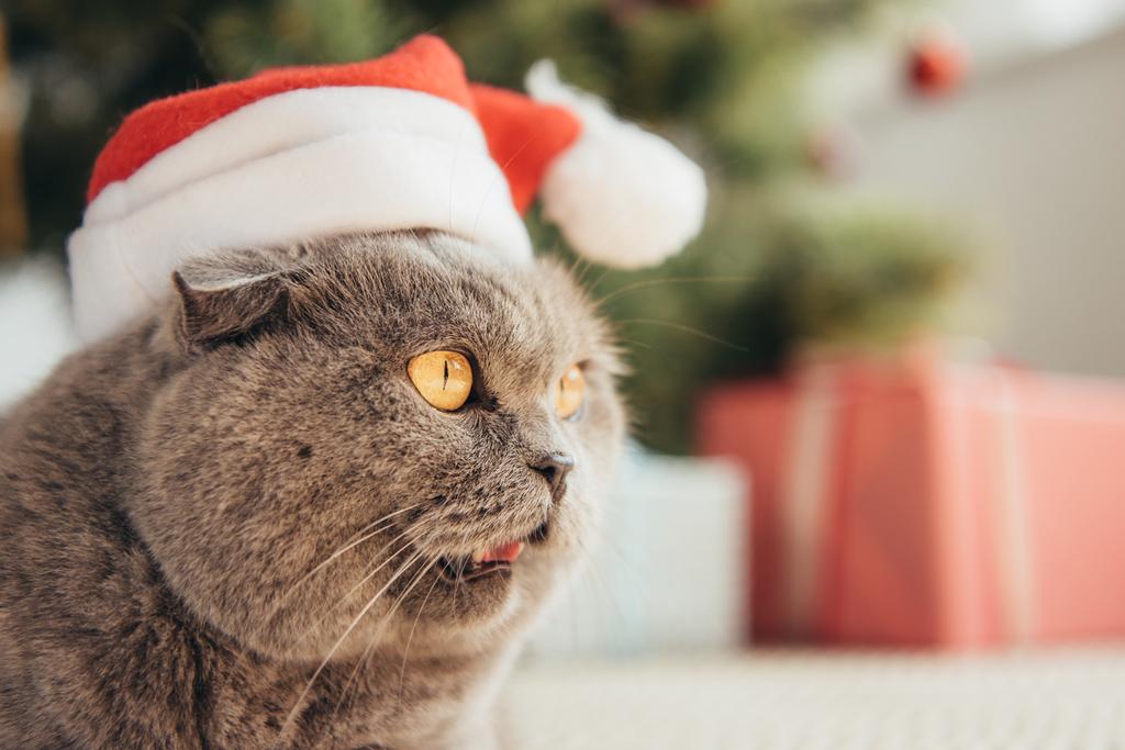 funny scottish fold cat in santa hat lying under christmas tree - Photo, Image