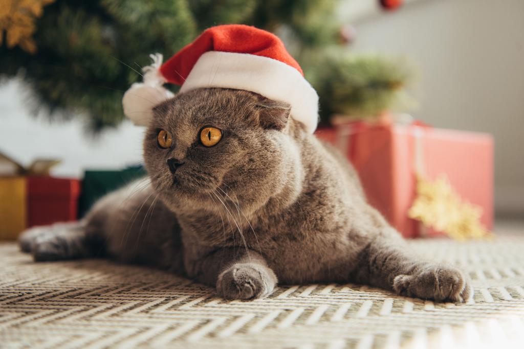 cute scottish fold cat in santa hat lying under christmas tree - Photo, Image