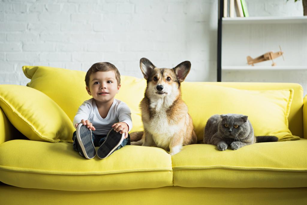 αγόρι κάθεται στον κίτρινο καναπέ με ουαλλέζικο corgi σκύλο και scottish Διπλώνετε γάτα - Φωτογραφία, εικόνα