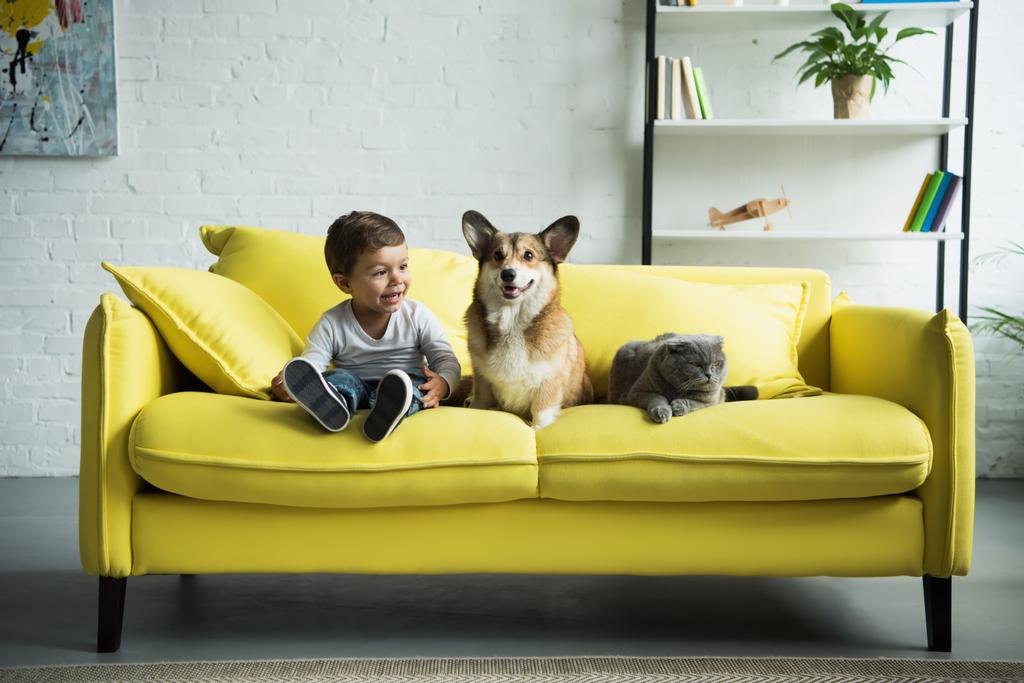 adorable garçon avec chien corgi gallois et chat pliant écossais assis sur un canapé jaune à la maison
 - Photo, image