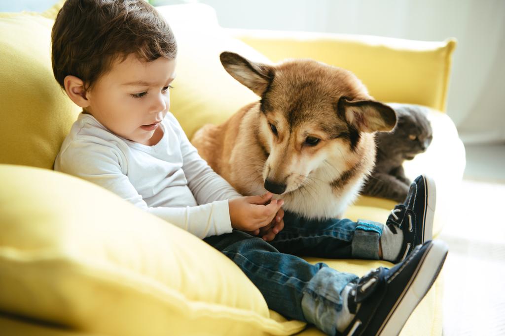 чарівний хлопчик сидить на дивані з кішкою і собакою
 - Фото, зображення
