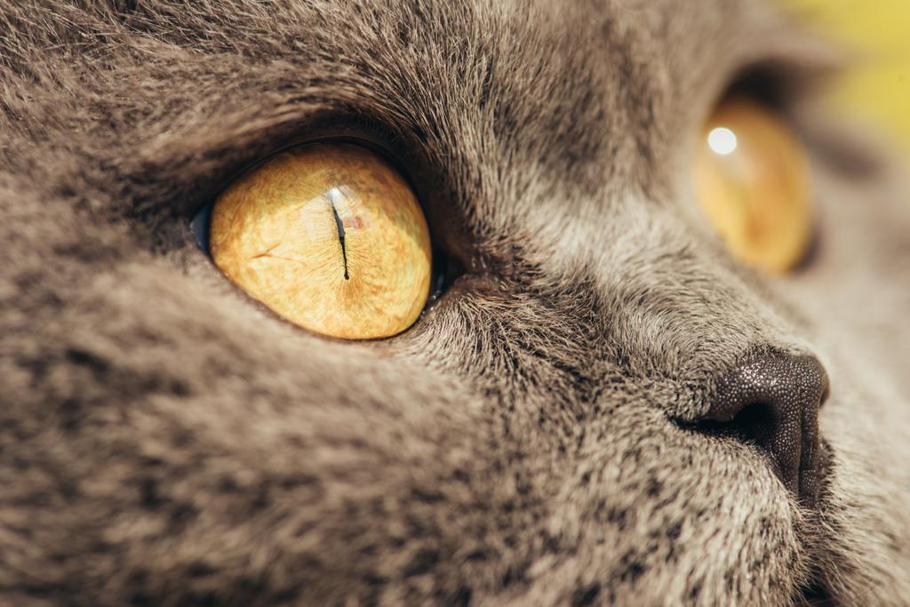 primo piano del gatto piega scozzese grigio con gli occhi gialli
 - Foto, immagini