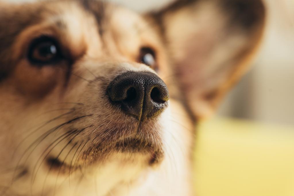 close up of nose of cute welsh corgi dog  - Photo, Image
