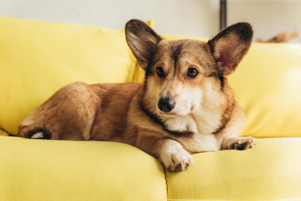 mignon chien corgi gallois couché sur canapé jaune
 - Photo, image