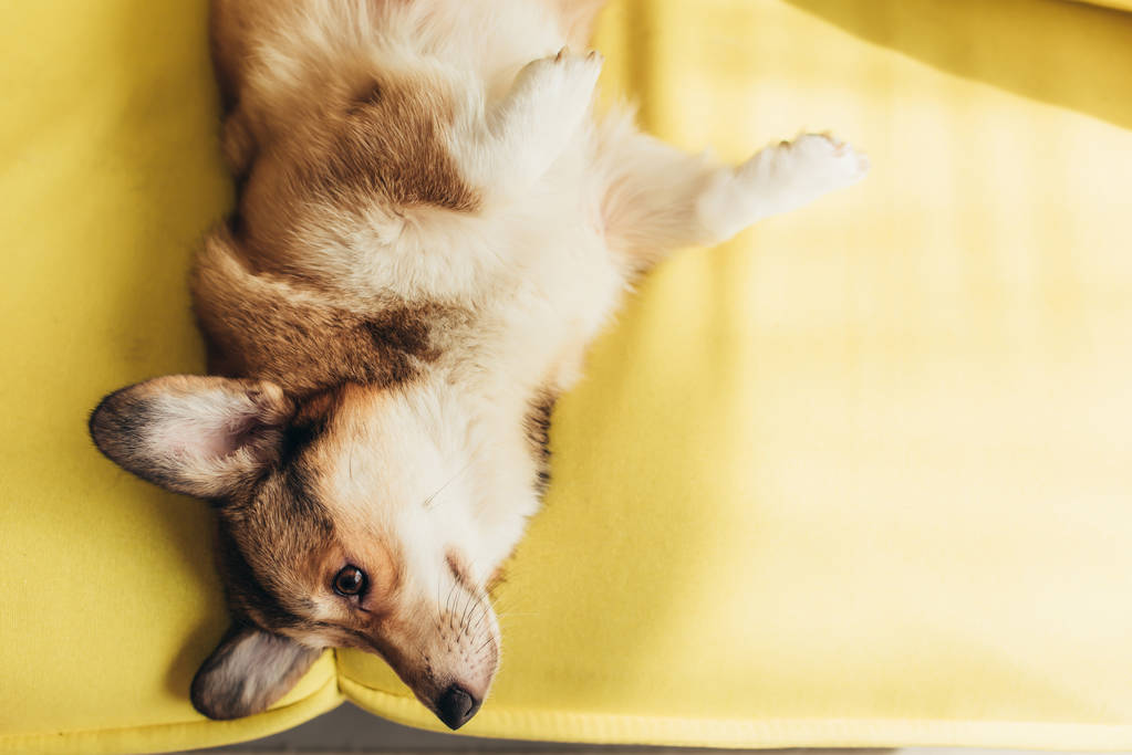 friendly pembroke welsh corgi dog lying on sofa - Photo, Image
