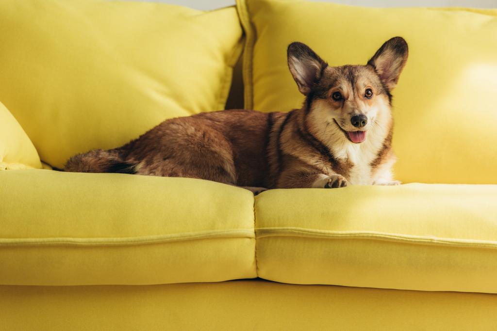 黄色のソファーで横になっているかわいいコーギー犬 - 写真・画像