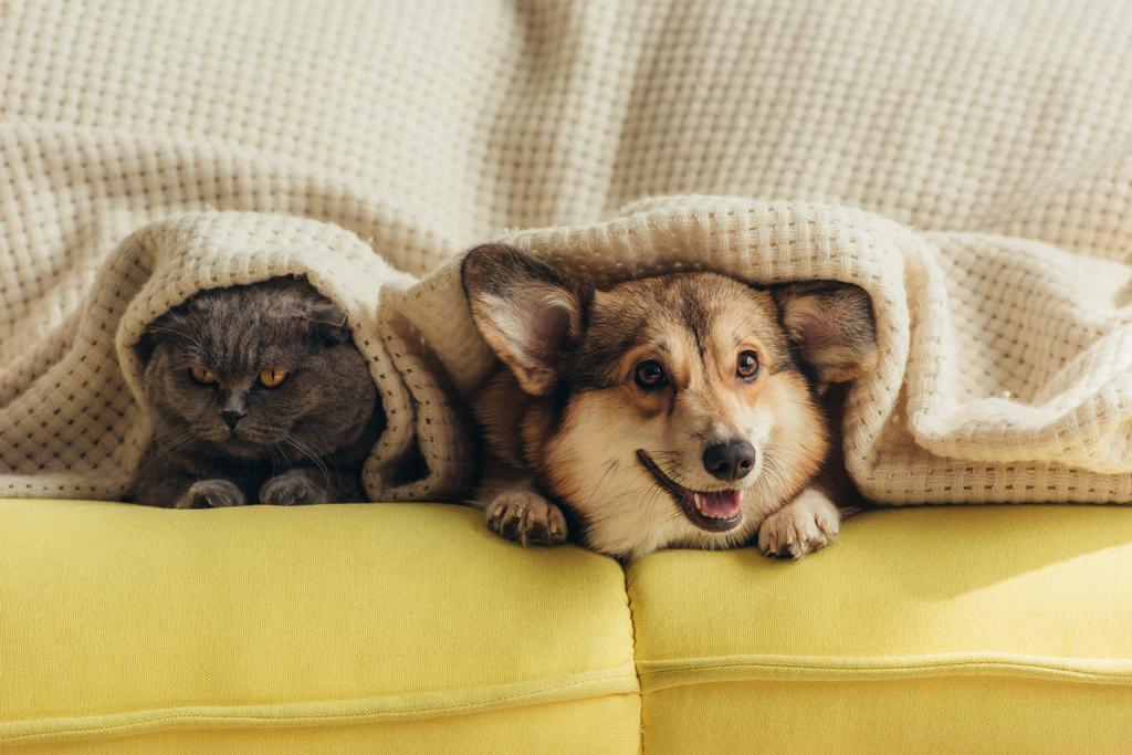 γάτας και σκύλου που βρίσκεται κάτω από καρό στον καναπέ  - Φωτογραφία, εικόνα