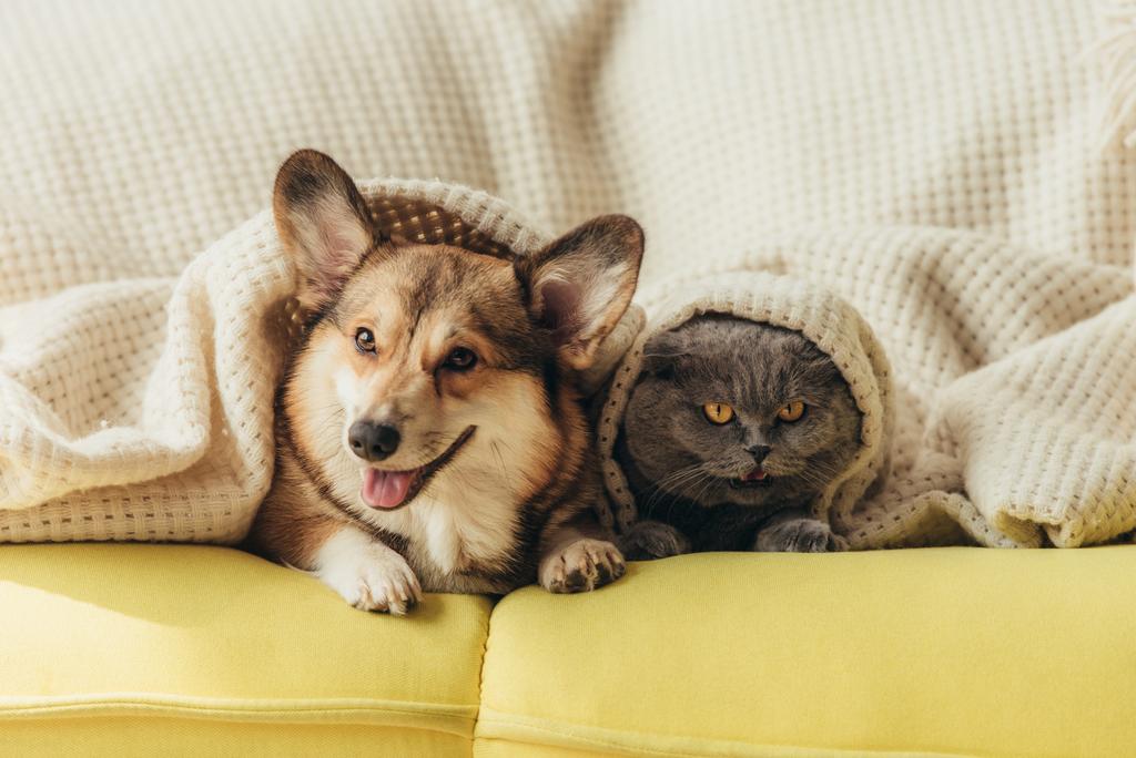 funny pets lying under blanket on sofa  - Photo, Image