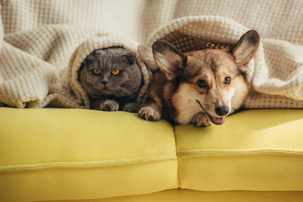 kočka a pes ležící společně pod dekou na pohovce  - Fotografie, Obrázek