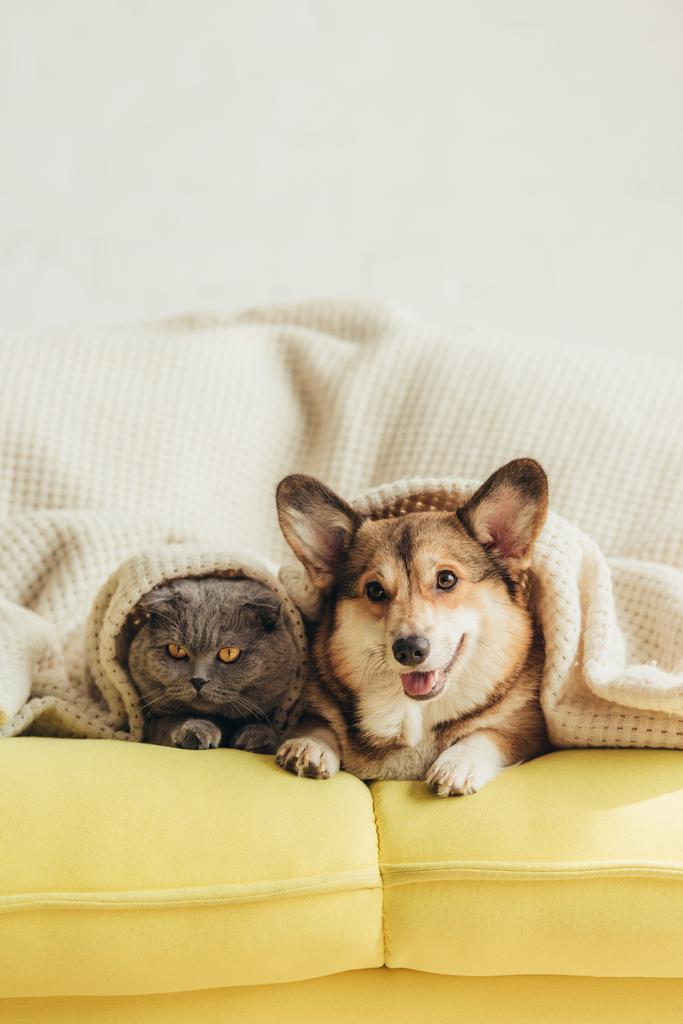 χαριτωμένο ουαλλέζικο corgi σκύλο και τη γάτα που βρίσκεται κάτω από την κουβέρτα στον καναπέ  - Φωτογραφία, εικόνα