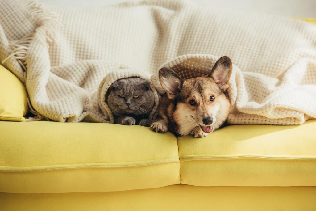 cute scottish fold cat and welsh corgi dog lying under blanket on sofa  - Photo, Image