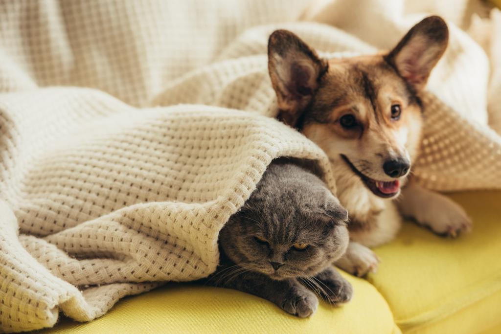 funny scottish fold cat and welsh corgi dog lying under blanket on sofa  - Photo, Image