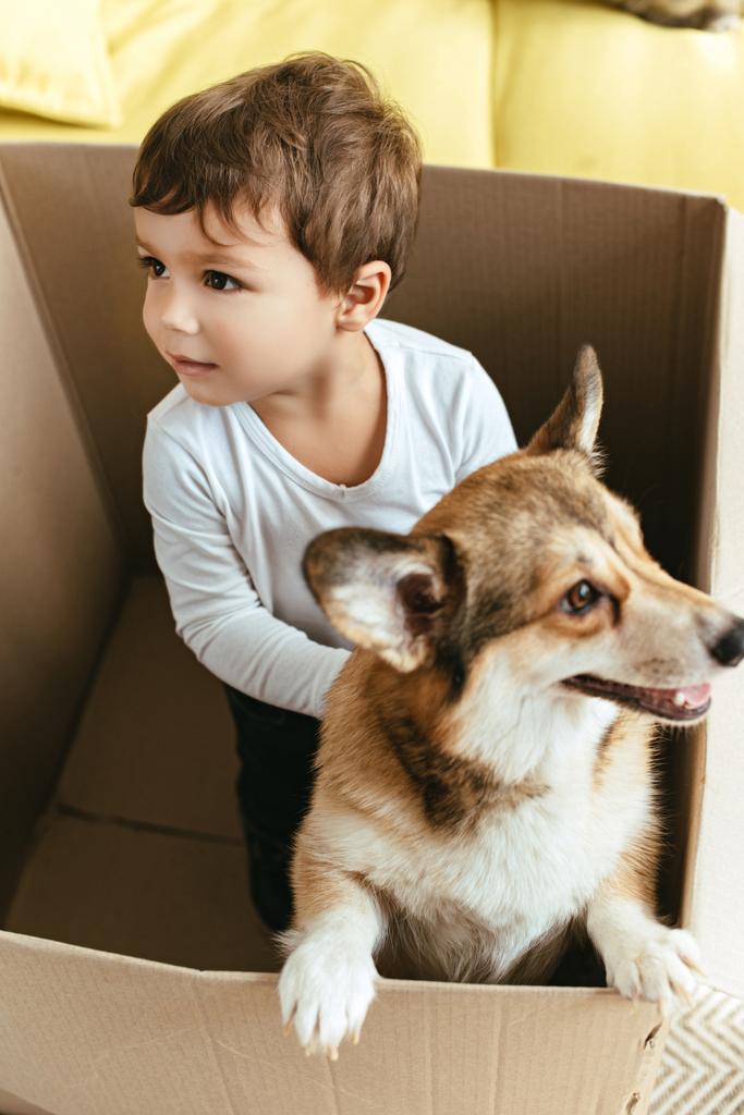 bambino che gioca con cane corgi gallese in scatola di cartone
 - Foto, immagini